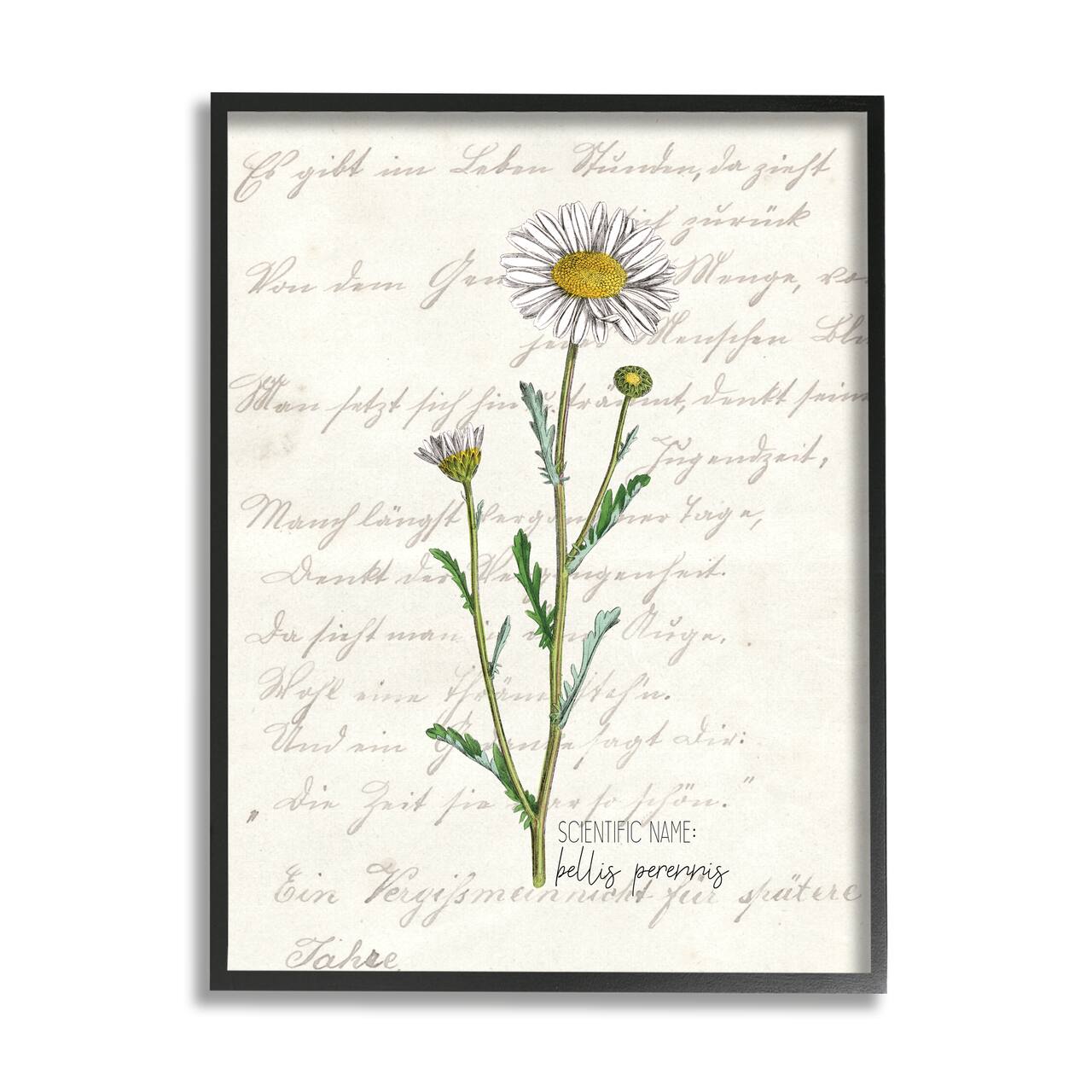 Stupell Industries Vintage Daisy Illustration Latin Script Study in Black Frame Wall Art